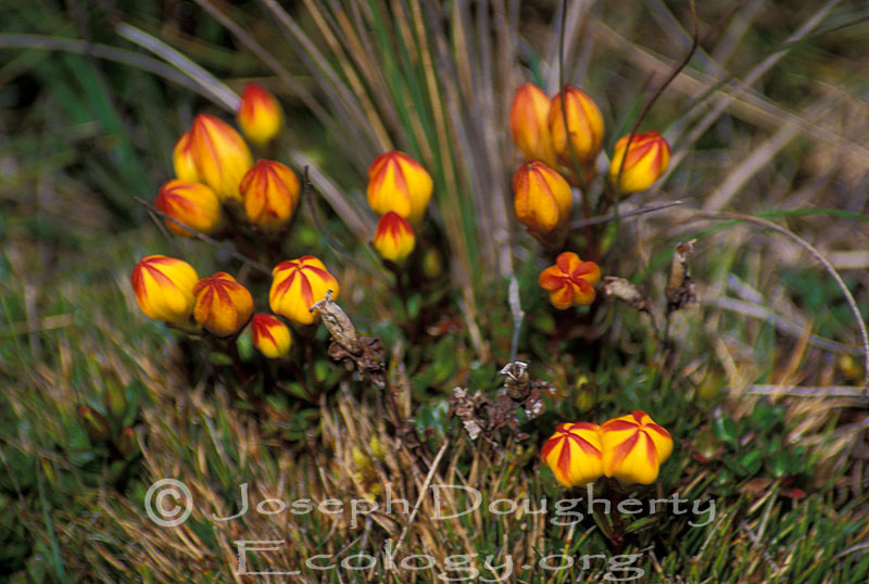 Gentianella Hirculus