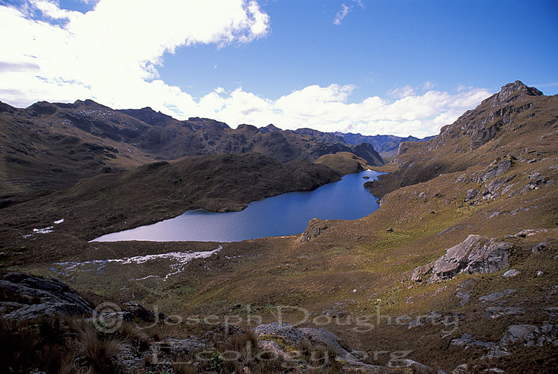 High paramo habitat in El Parque Nacional El Cajas (Cajas National Park), high in the Andes of Ecuador.