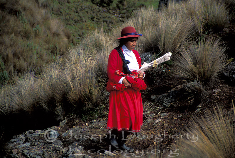 Indigenous family trekking through the paramo of El Cajas National Park high in the Andes of Ecuador.