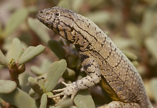 Microlophus peruvianus Microlophus peruvianus