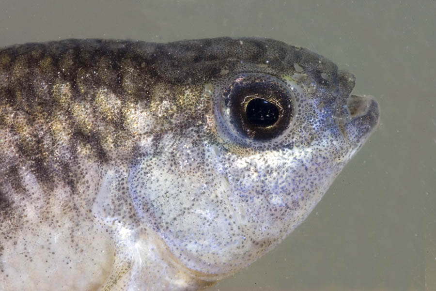Cyprinodon pecosensis Cyprinodon pecosensis