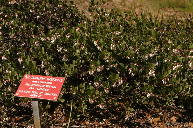 Arctostaphylos montana ssp. montana