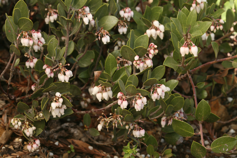 Arctostaphylos montana ssp. montana