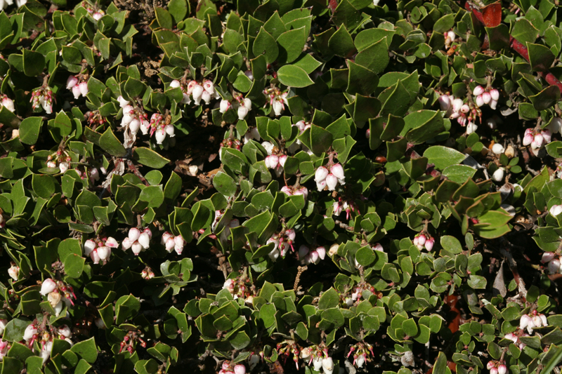 Arctostaphylos hookeri ssp. hearstiorum