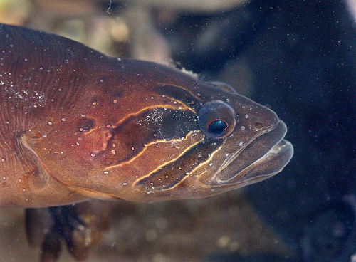 Xiphister atropurpureus Xiphister atropurpureus