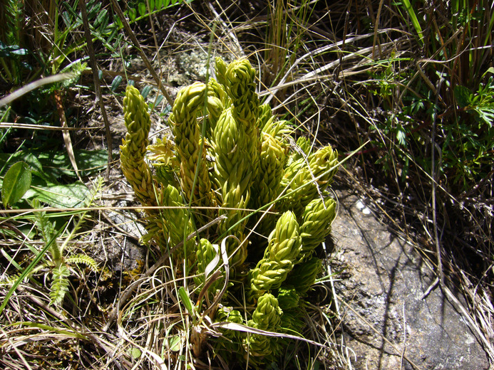 Lycopodium saururus