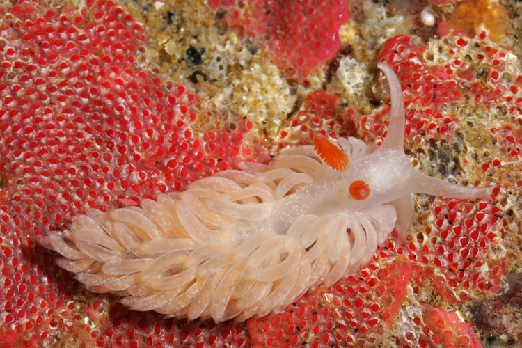 Aeolidiella oliviae Aeolidiella oliviae