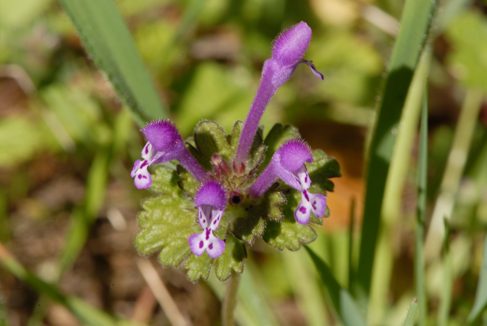 Lamium amplexicaule