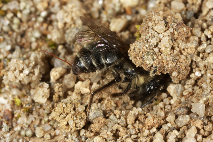 Andrena (Thysandrena) knuthiana