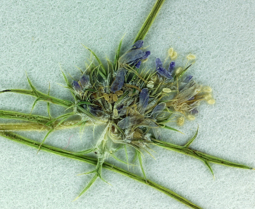 Navarretia leucocephala ssp. plieantha