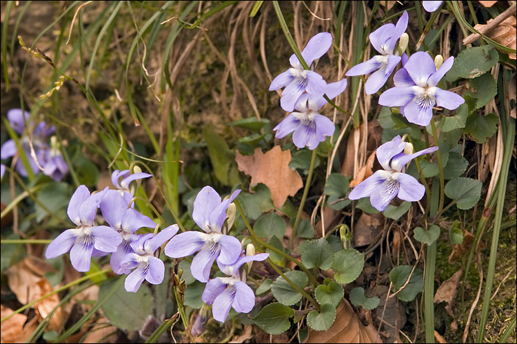 Viola canina ssp. canina