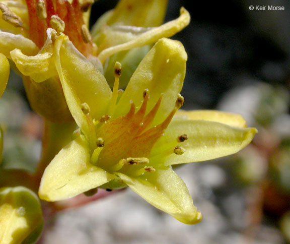 Sedum obtusatum ssp. obtusatum