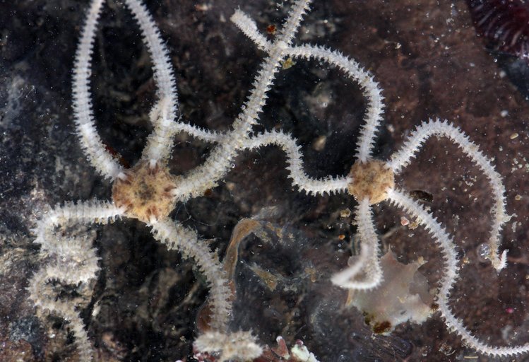 Amphipholis squamata Amphipholis squamata
