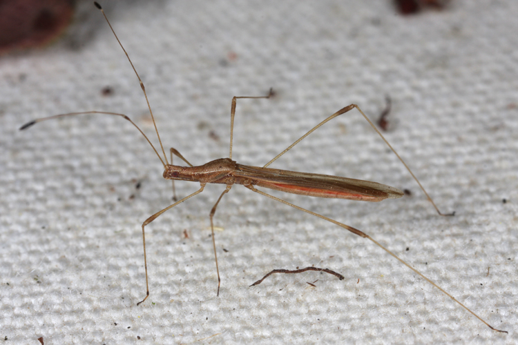 Neoneides muticus Neoneides muticus