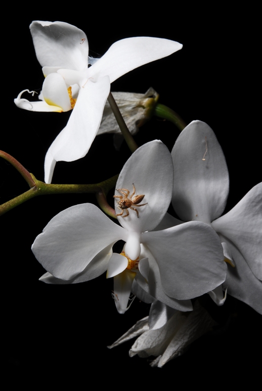 Phalaenopsis amabilis