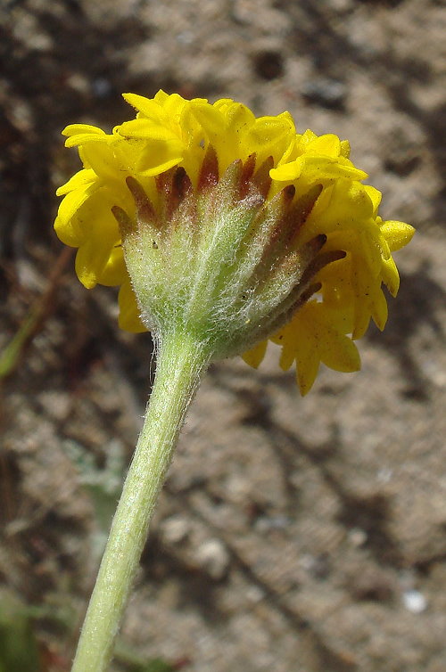 Chaenactis glabriuscula var. orcuttiana