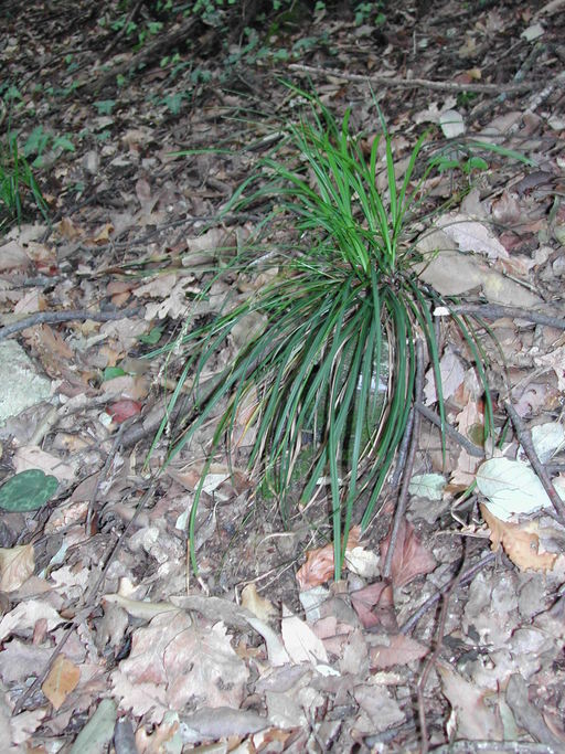 Carex digitata