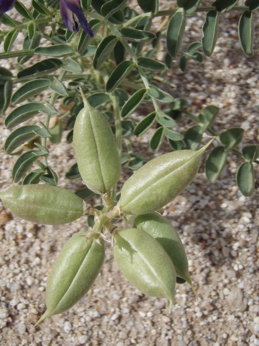 Astragalus crotalariae
