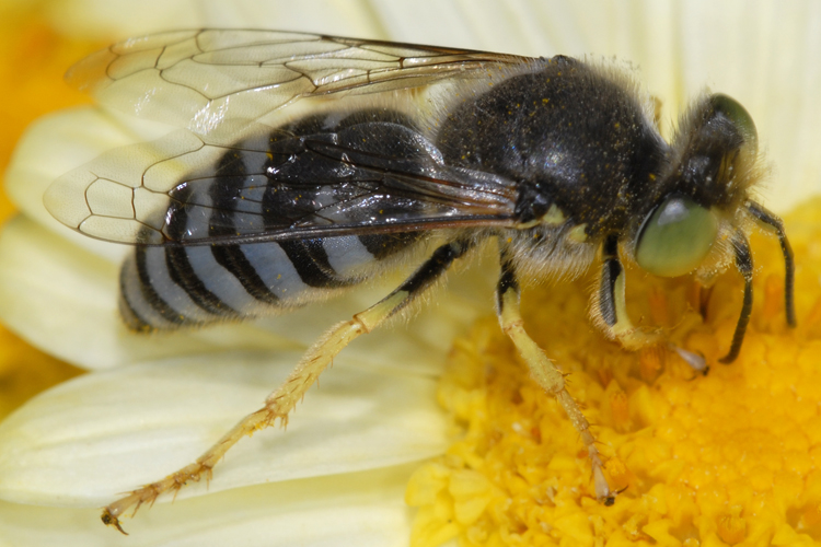 Bembix sp. Bembix sp.