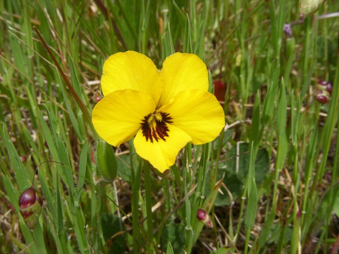 Viola pedunculata