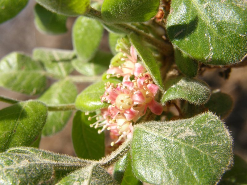 Bursera filicifolia