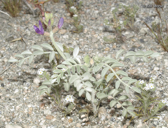 Astragalus lentiginosus var. coachellae
