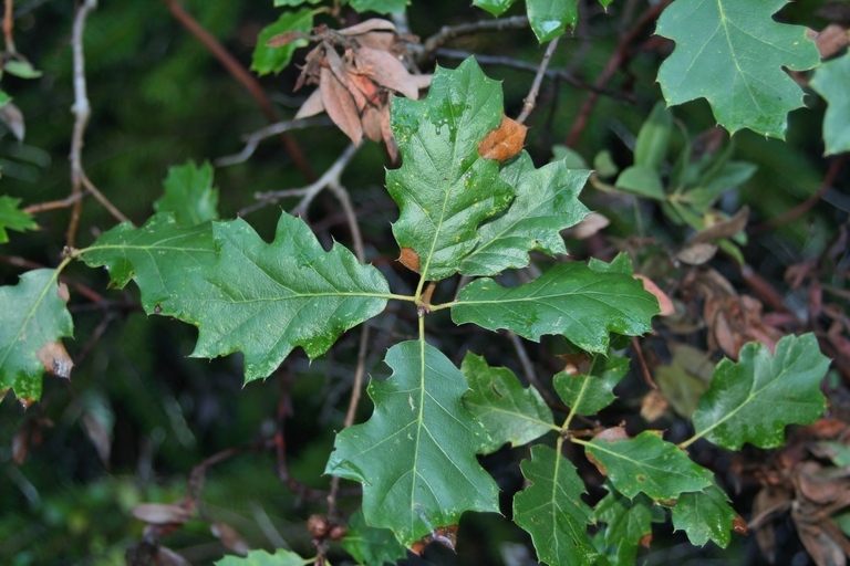 Quercus x chasei