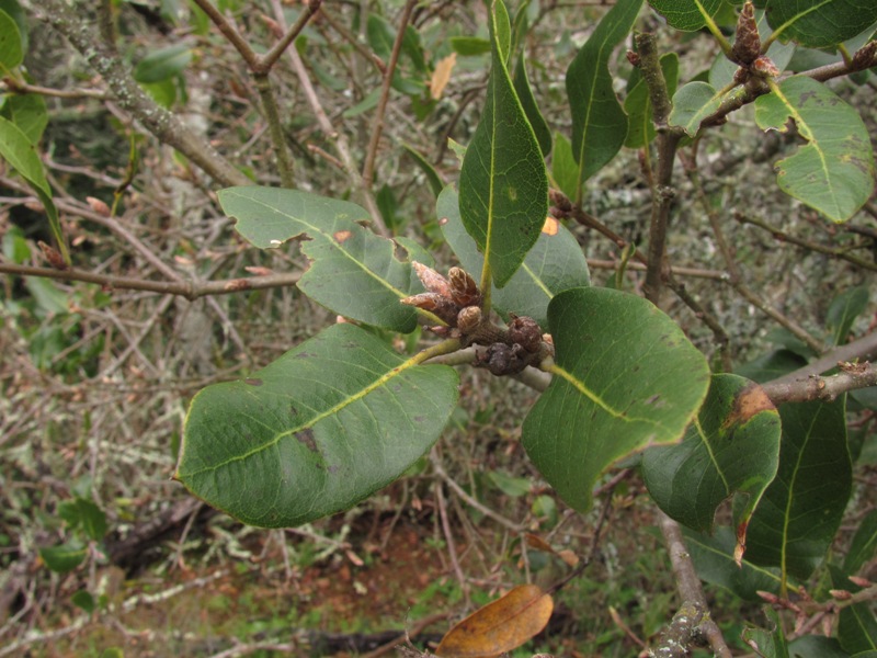 Quercus wislizeni var. frutescens