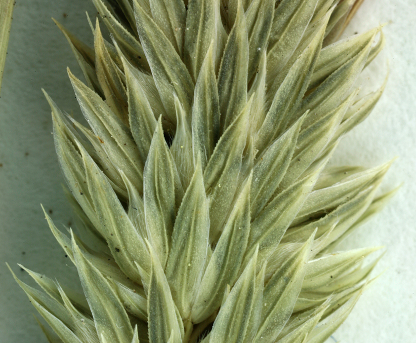 Phalaris lemmonii