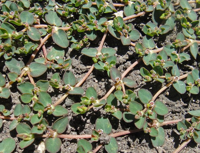 Euphorbia serpens