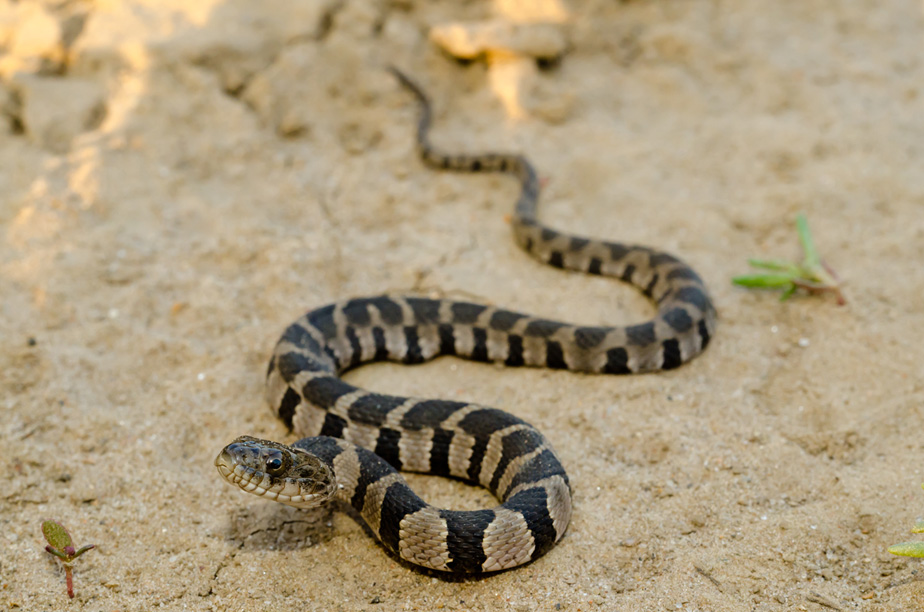 CalPhotos: Nerodia Sipedon Pleuralis; Midland Watersnake