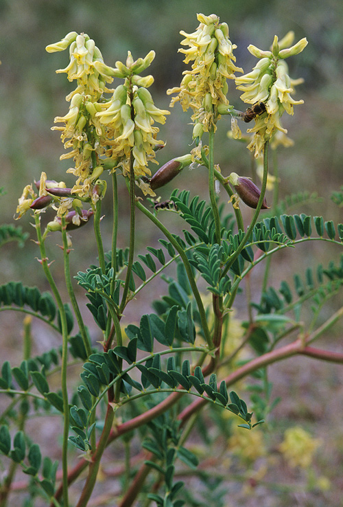 Astragalus procerus image