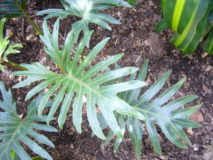 Philodendron radiatum