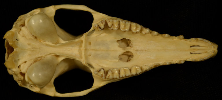 Isoodon obesulus