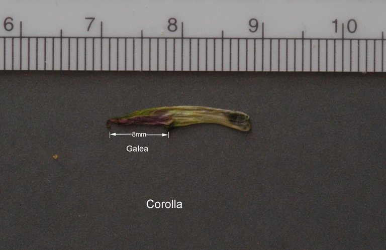 Castilleja miniata ssp. elata