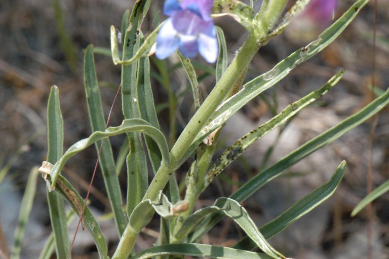 Penstemon laetus ssp. sagittatus