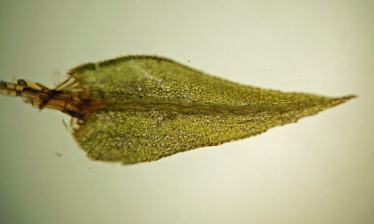 Philonotis yezoana
