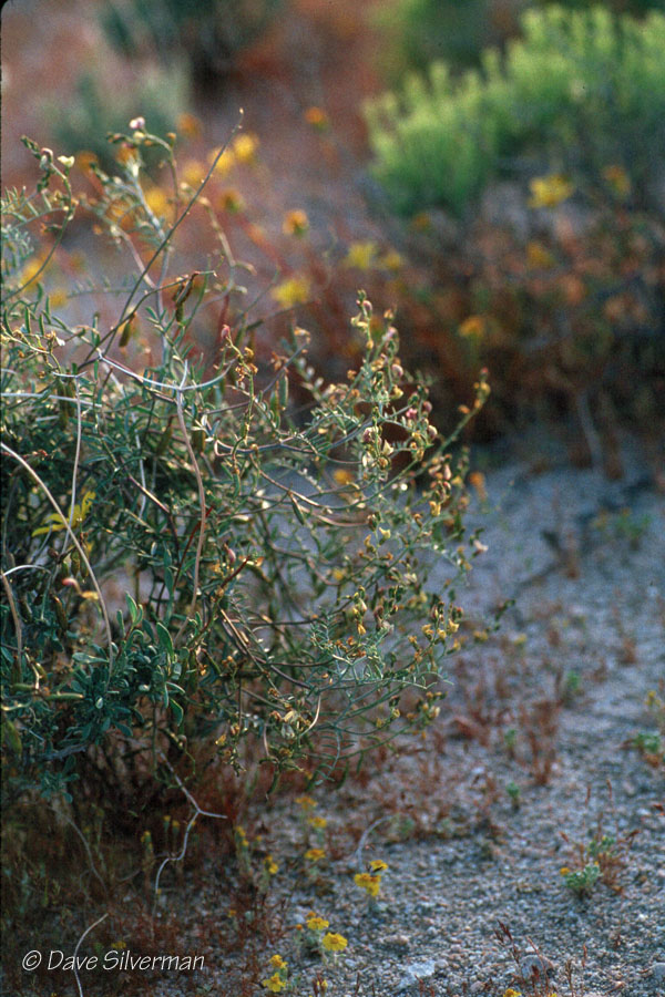 Astragalus jaegerianus