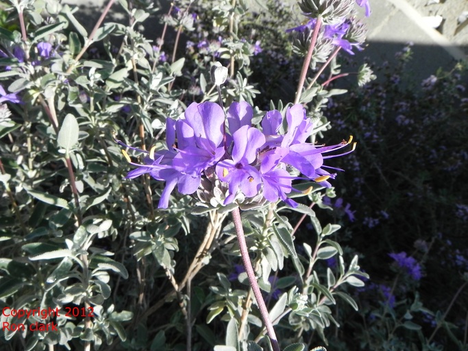 Salvia chionopeplica