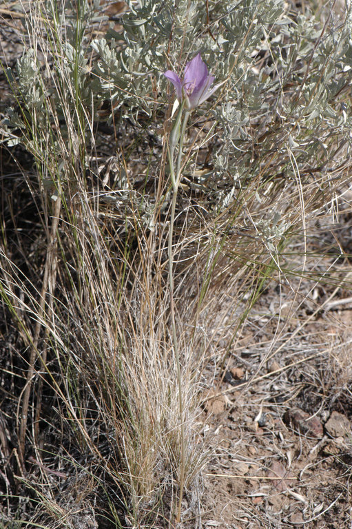 Calochortus macrocarpus var. macrocarpus