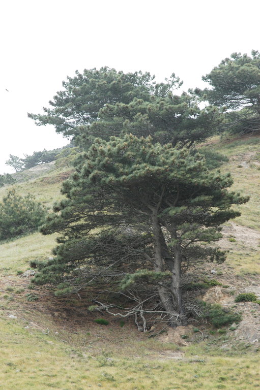 Pinus torreyana ssp. insularis
