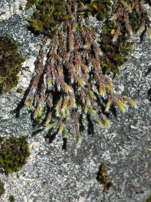 Hedwigia stellata