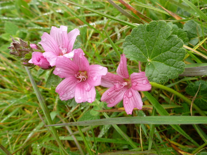 Sidalcea malviflora ssp. malviflora