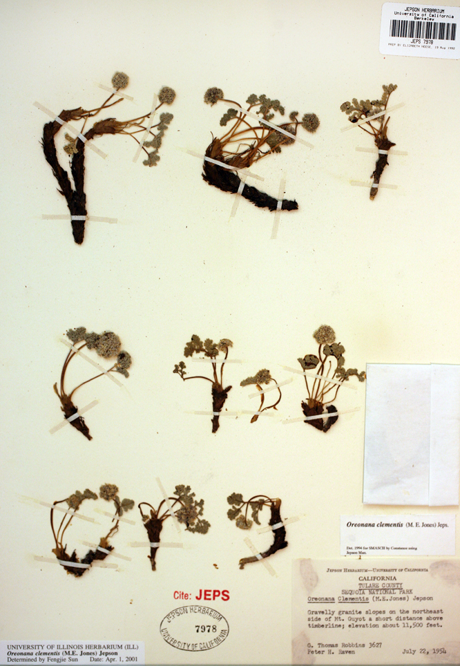 Oreonana clementis