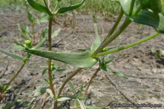 Lasthenia glabrata ssp. coulteri