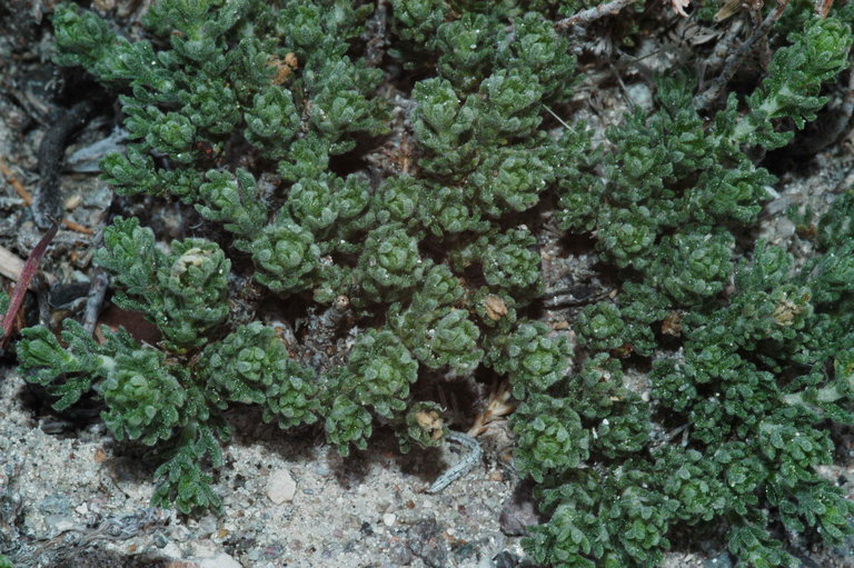 Artemisia pygmaea