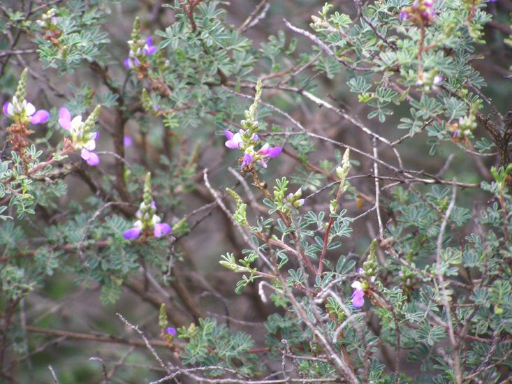 Dalea bicolor var. bicolor