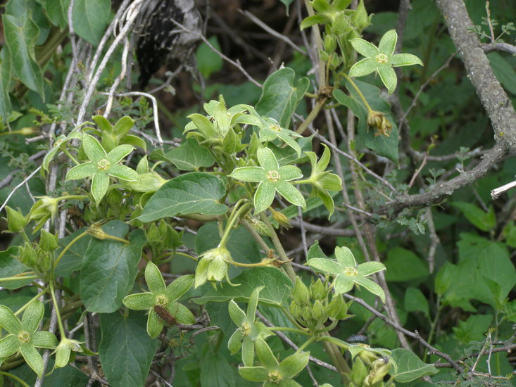Gonolobus chloranthus
