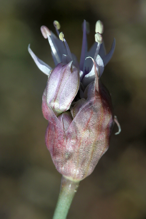 Allium howellii var. howellii