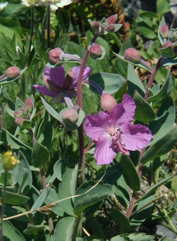 Chamerion latifolium